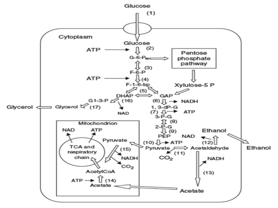 Metabolismo glucosa