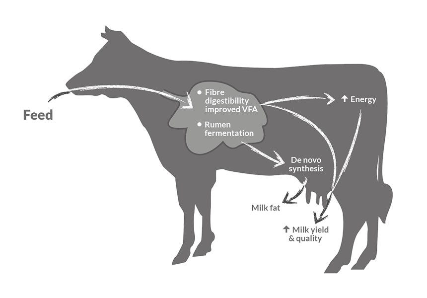 Alimentacion rumiantes