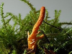 Cordyceps Hongo