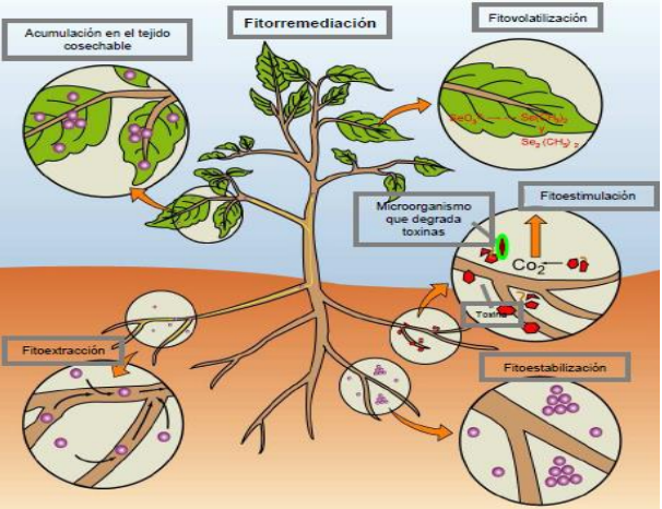 Fitorremediacion