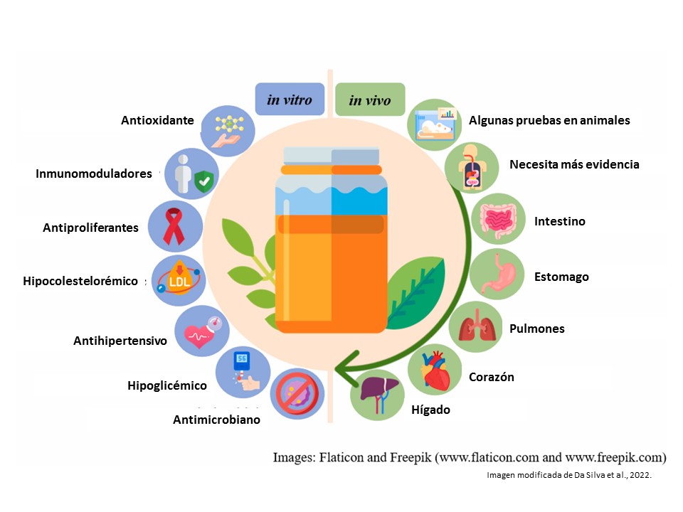 kombucha beneficios