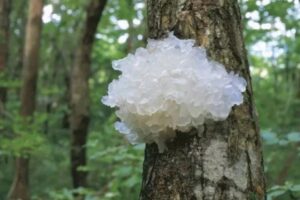 Tremella Hongo