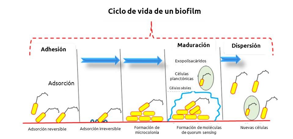 Biofilm ciclo de vida