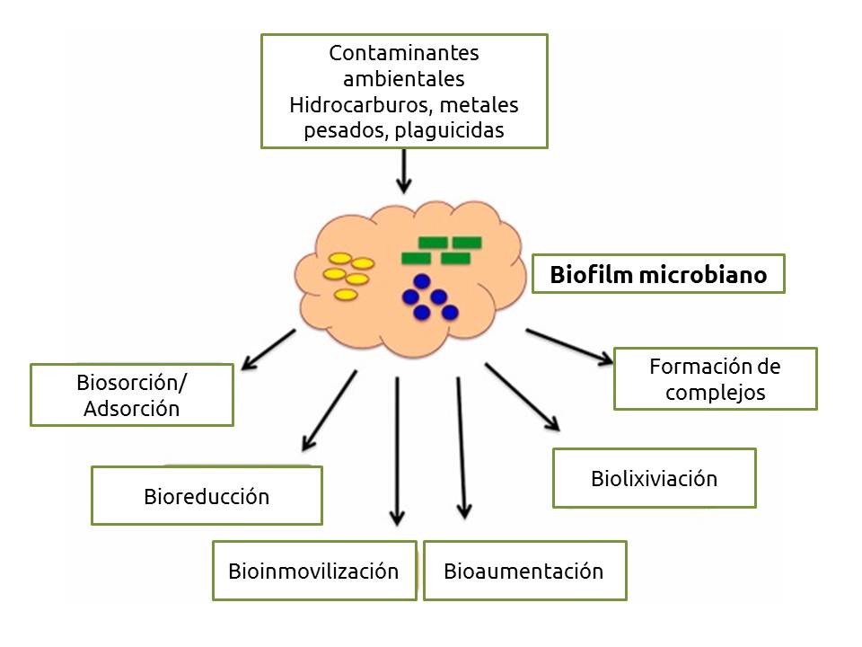 Biolfilms y biorremediación