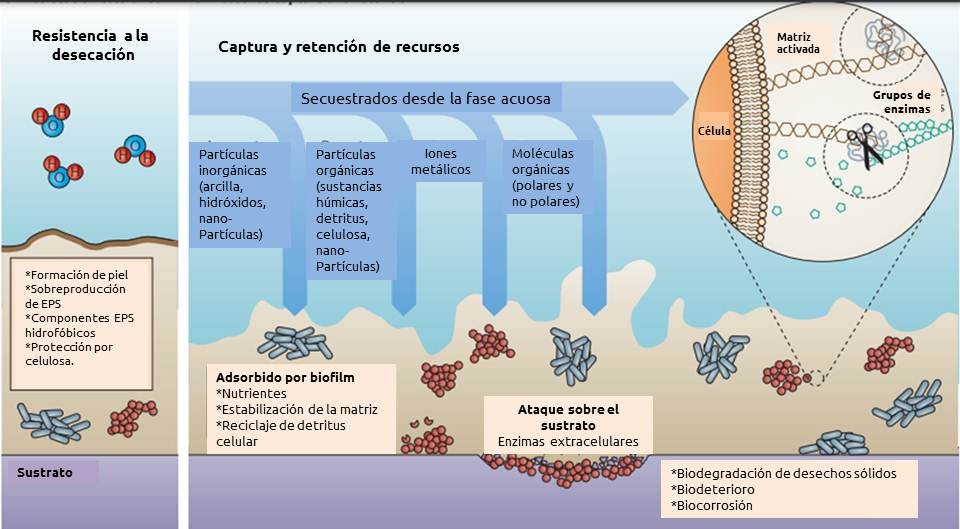 Biofilms propiedades