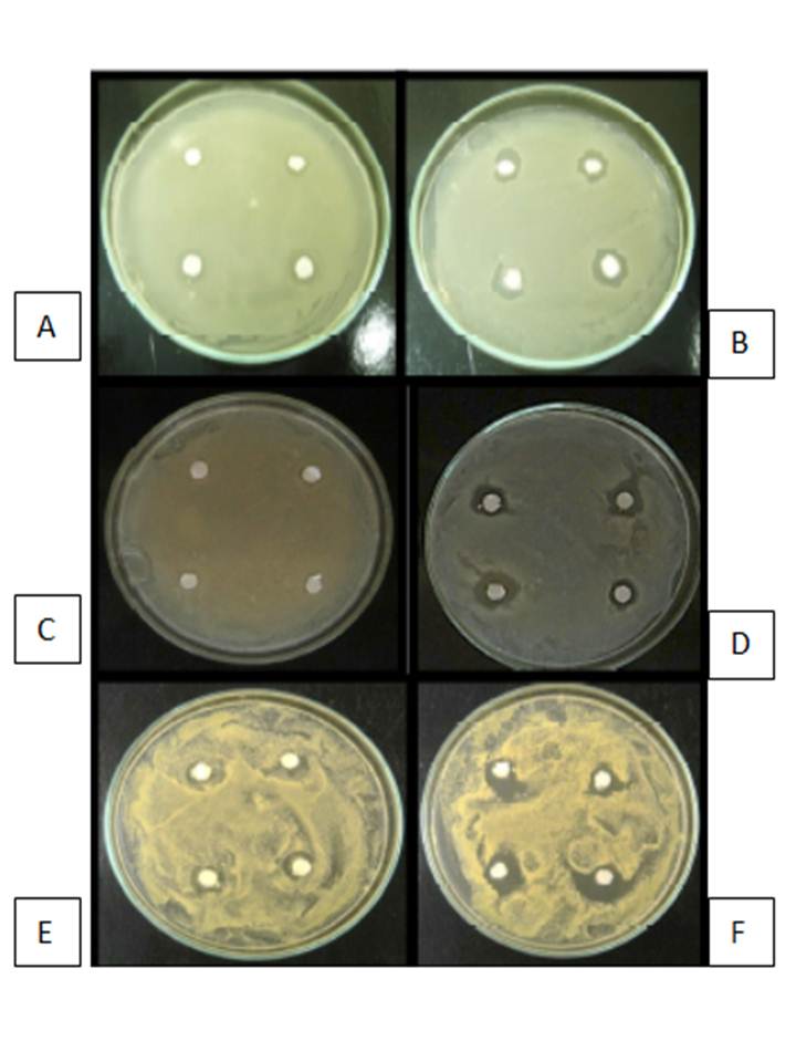 hongo endofito actividad antimicrobiana