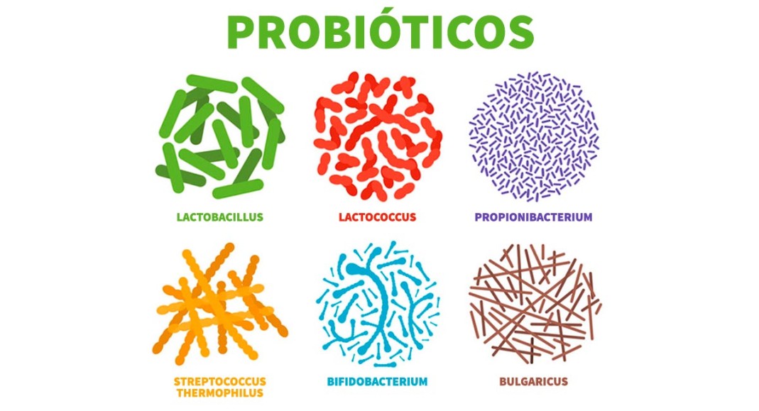 Probióticos: Lactobacillus acidophilus, una bacteria beneficiosa para el tracto intestinal