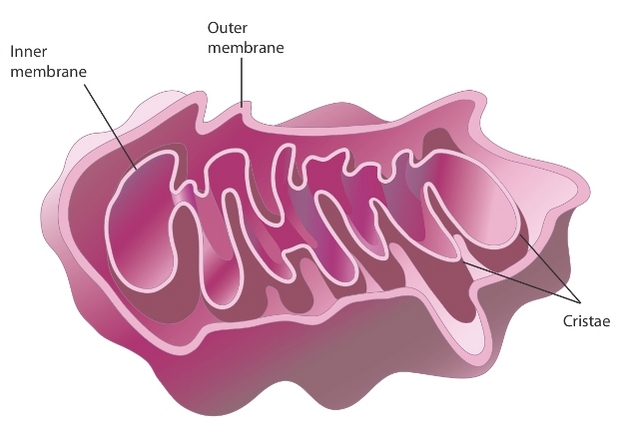 Mitocondria